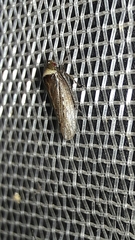Sordana sordida