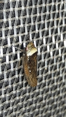 Sordana sordida