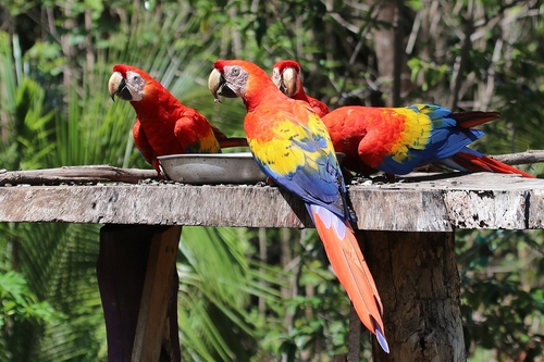 Scarlet Macaw