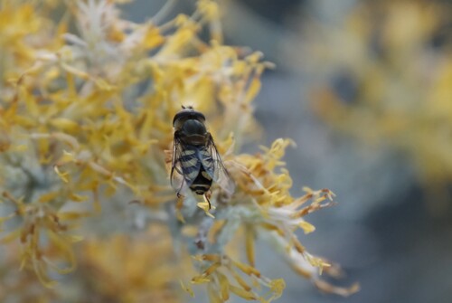 Unknown species found near University, Salt Lake City, UT, USA