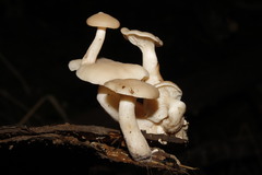 Agaricales
