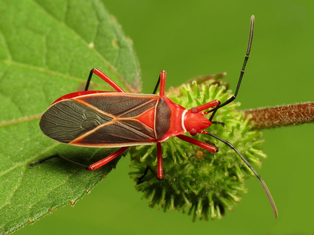 Common Cotton Stainer Bug
