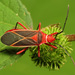Common Cotton Stainer Bug - Photo (c) Katja Schulz, some rights reserved (CC BY)
