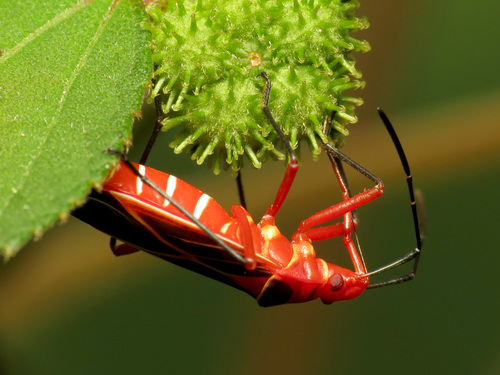 Common Cotton Stainer Bug photo 3