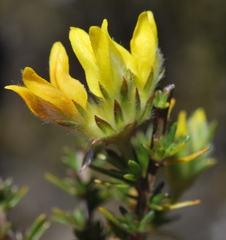 Aspalathus tridentata tridentata