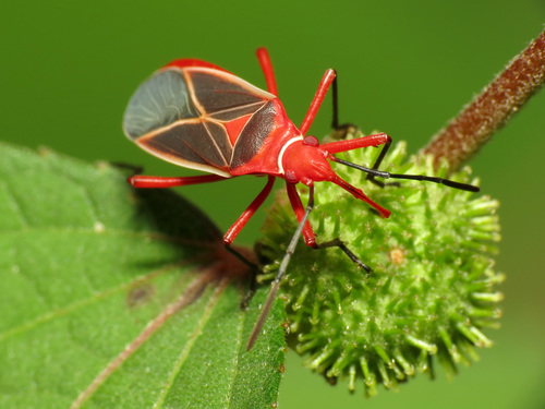Common Cotton Stainer Bug photo 4
