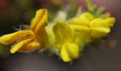 Aspalathus tridentata tridentata