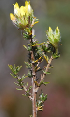 Aspalathus tridentata tridentata