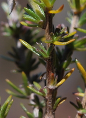 Aspalathus tridentata tridentata