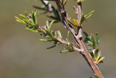 Aspalathus tridentata tridentata