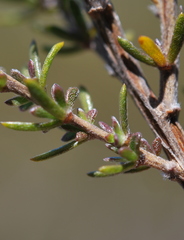 Aspalathus tridentata tridentata