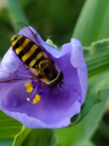 Unknown species found near Stoughton, WI 53589, USA