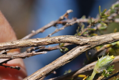 Aspalathus tridentata tridentata