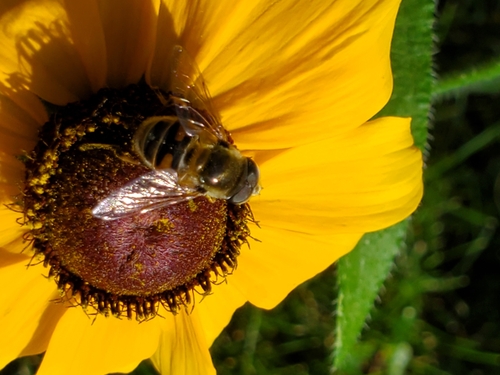 Unknown species found near Stoughton, WI 53589, USA