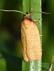 Sparganothis distincta