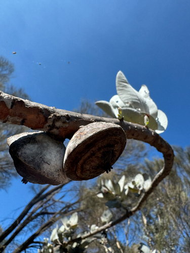 Eucalyptus macrocarpa, photograph 6