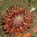 Mcpeak's Anemone - Photo (c) Jonathan Williams, some rights reserved (CC BY-NC), uploaded by Jonathan Williams