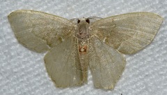 Chloropteryx tepperaria