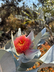 Eucalyptus macrocarpa, photograph (c) Tyler Anthony, some rights reserved (CC BY)