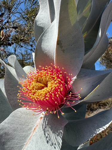 Eucalyptus macrocarpa, photograph 5