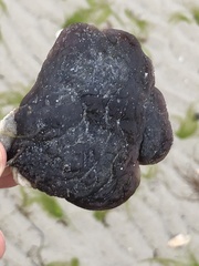 Molgula occidentalis