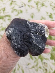 Molgula occidentalis