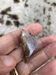 Pteria colymbus