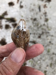 Pteria colymbus