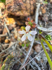Drosera dichrosepala
