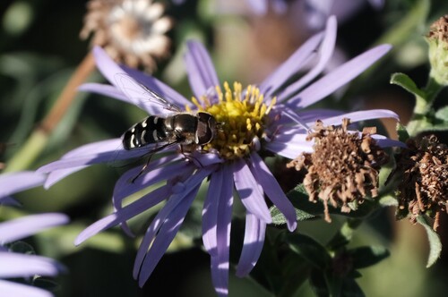 Unknown species found near University, Salt Lake City, UT, USA