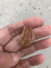 Crepidula fornicata image