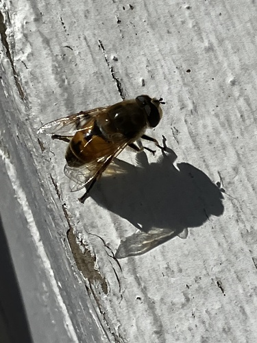 Unknown species found near Vermont, US