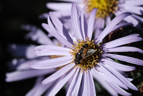 Unknown species found near University, Salt Lake City, UT, USA