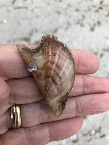 Atlantic Winged Oyster