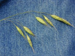 Bromus secalinus