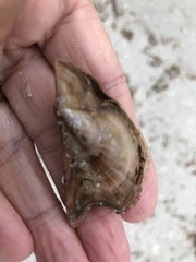 Pteria colymbus