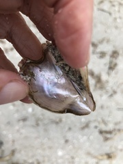 Pteria colymbus