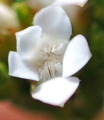 Euchaetis