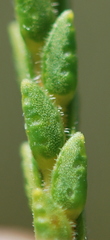 Euchaetis