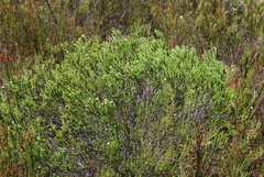 Euchaetis