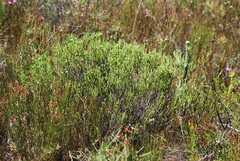 Euchaetis