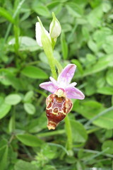 Ophrys heldreichii