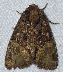 Phosphila turbulenta