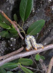 Arichanna melanaria