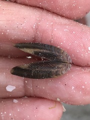 Brachidontes exustus