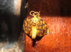 Tumicla sagenaria