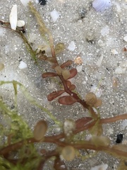 Botryocladia occidentalis