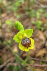 Ophrys sicula