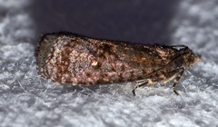 Cryptaspasma bipenicilla