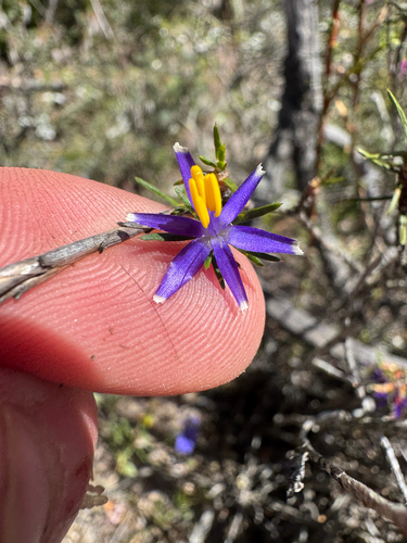 Calectasia valida (Calectasia valida)
